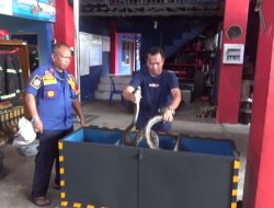 Musim Peralihan Damkar Palopo Imbau Warga Waspada Ular dan Biawak Masuk Rumah